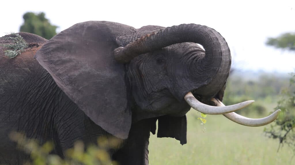 Serengeti to Victoria Falls