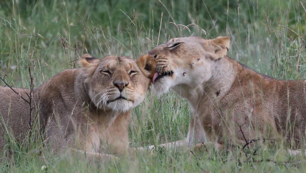 Serengeti