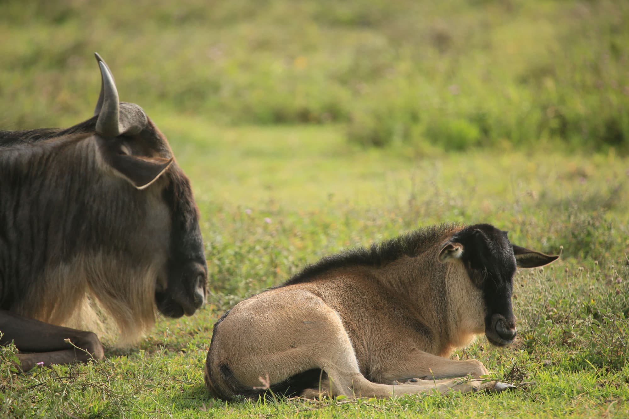Great Migration – Calving Season