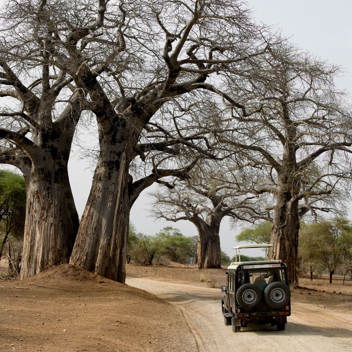Salei Plains on safari