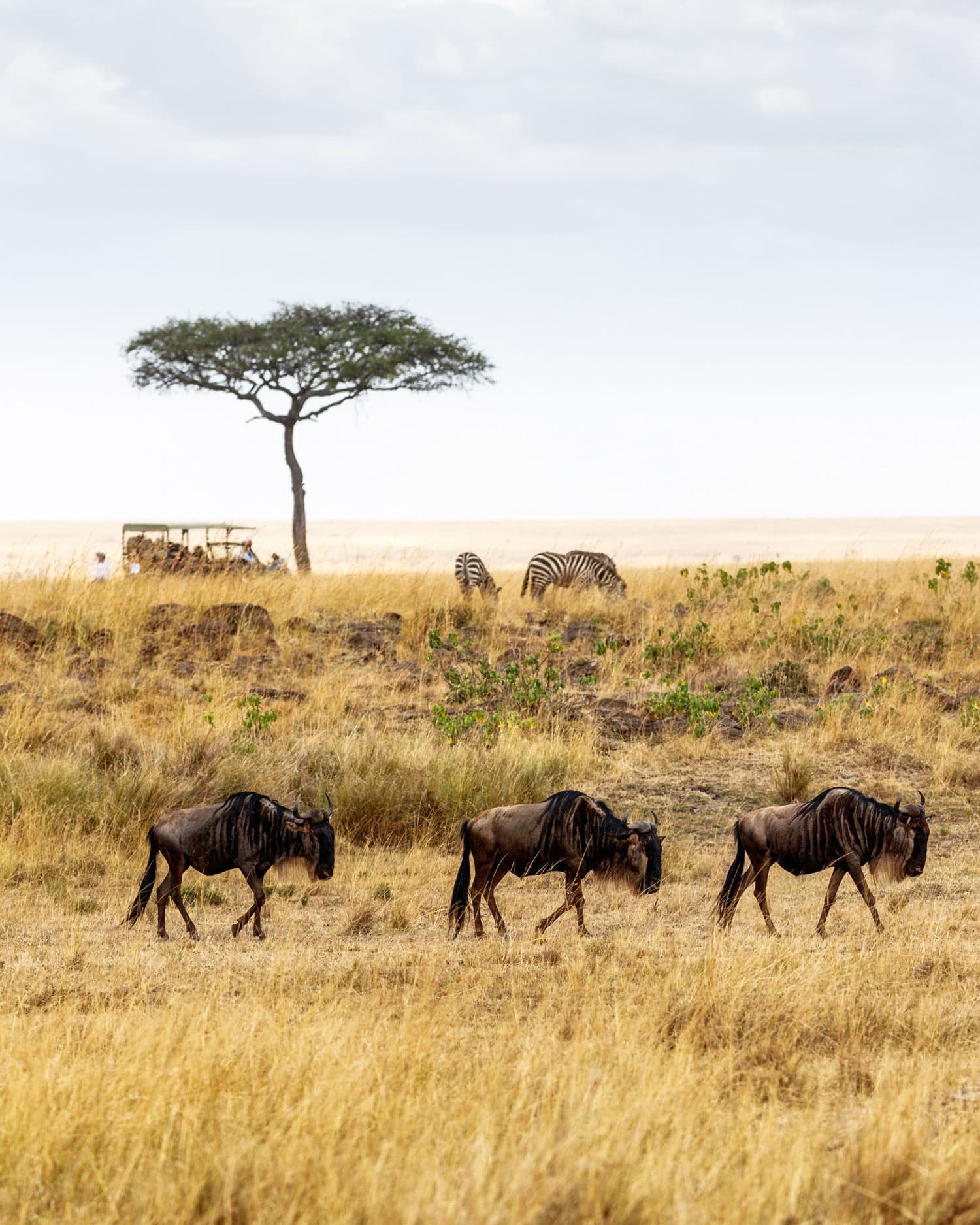 Salei Plains' Impact Journey in Tanzania